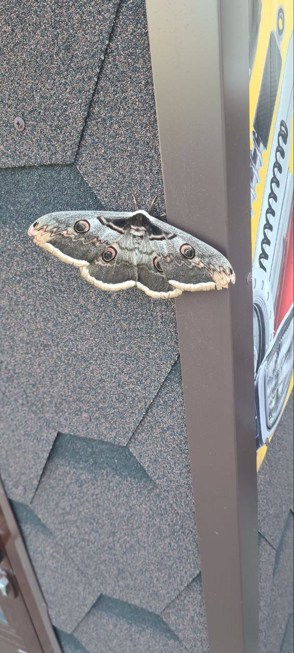 🦋 Вот так встреча! Мужчина в Ставрополе крупнейшую по размаху крыльев ночную бабочку Европы и России — павлиноглазку грушевую
🤩Подписаться | Прислать новость
В этом посте были ссылки, но мы их удалили... | Сетка — социальная сеть от hh.ru