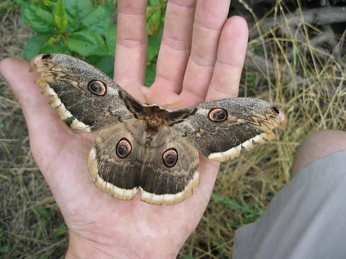 🦋 Вот так встреча! Мужчина в Ставрополе крупнейшую по размаху крыльев ночную бабочку Европы и России — павлиноглазку грушевую
🤩Подписаться | Прислать новость
В этом посте были ссылки, но мы их удалили... | Сетка — социальная сеть от hh.ru