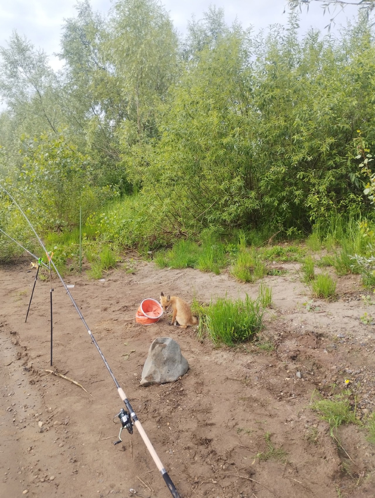 Она не даёт кормушке упасть на дно!
С погодой непонятки, узнали про хорошую погоду, сразу рванули с Владом на рыбалку. Река Кама, фидер.
Приехали на место по рассвету | Сетка — социальная сеть от hh.ru