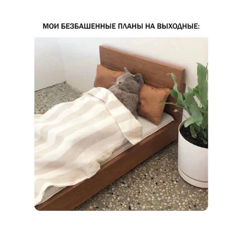 Погадаем?
Какой ты сегодня мем?)
Присылайте в комментах ответы и совпало ли 😂 | Сетка — социальная сеть от hh.ru