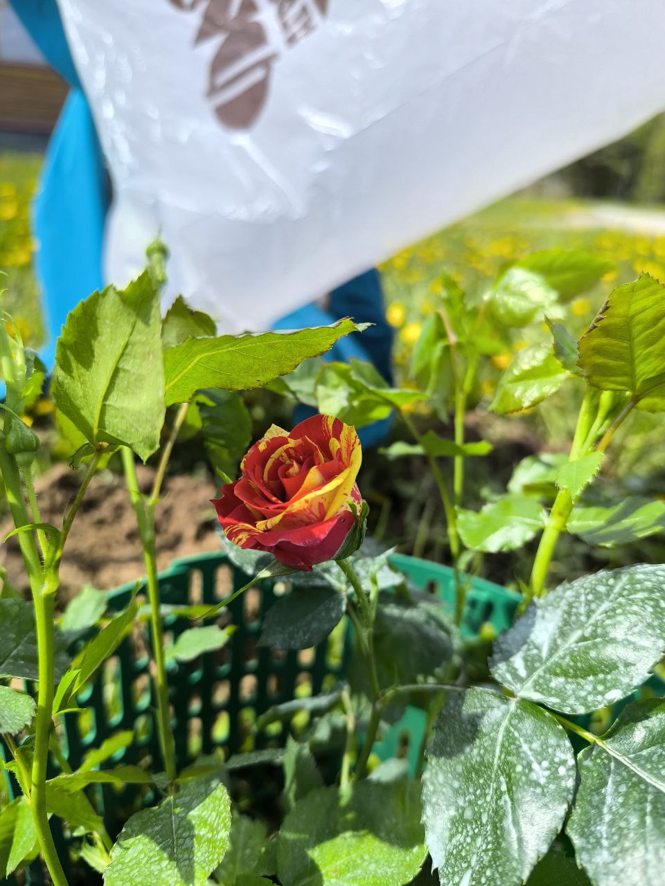 💚 Поездка в Шередарь: продолжая дело Валерии Дворцевой.
🗓 Недавно команда ВИЗАВИ посетила реабилитационный лагерь Шередарь | Сетка — социальная сеть от hh.ru