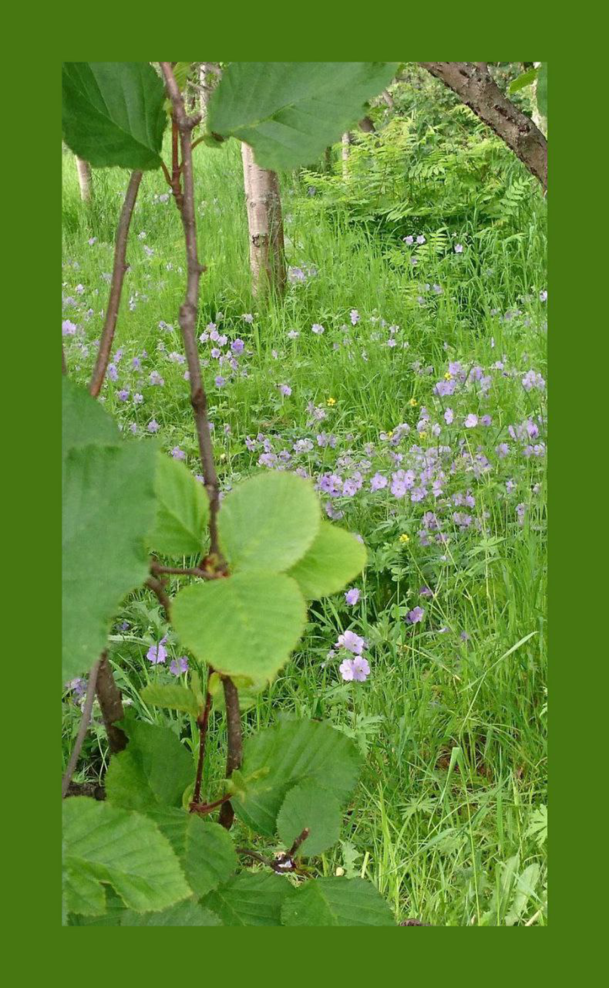 Парк. Магадан. Зелень. / Magadan. Park. Greenies. | Сетка — социальная сеть от hh.ru