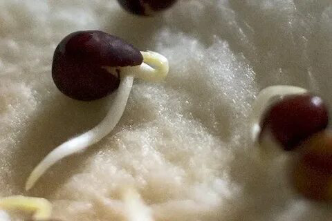 Привет от LadyMari 🌺
Сегодня расскажу как растёт микрозелень со стороны биологии.
Как из начально прорастает?
Процесс прорастания микрозелени начинается с набухания семени | Сетка — социальная сеть от hh.ru