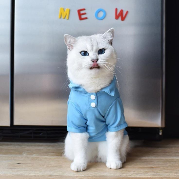 котики и программы для веб дизайна🥰
Попробуйте угадать какие программы загадали котики⭐
Подсказка //эти программы используют ведь дизайнеры// | Сетка — социальная сеть от hh.ru
