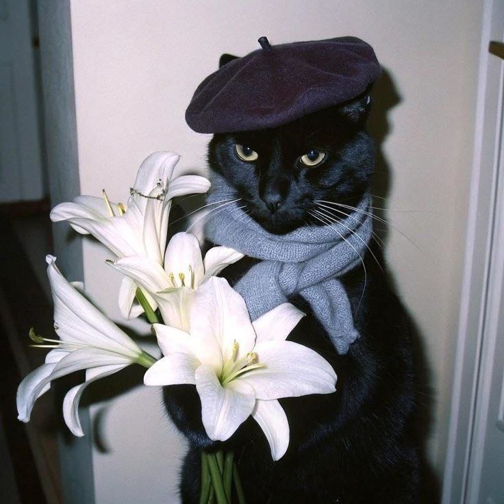 котики и программы для веб дизайна🥰
Попробуйте угадать какие программы загадали котики⭐
Подсказка //эти программы используют ведь дизайнеры// | Сетка — социальная сеть от hh.ru