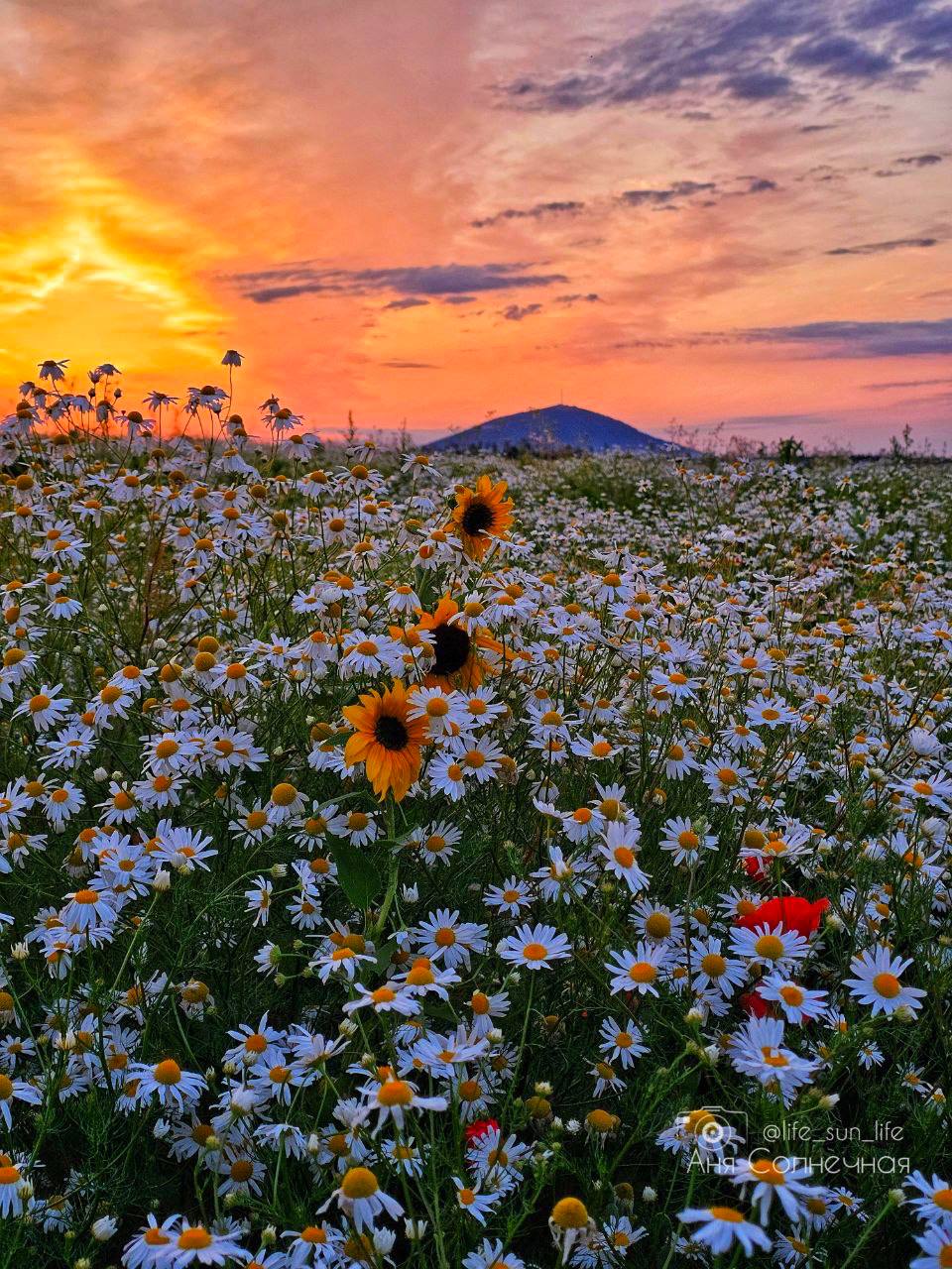 😍 Невероятная цветочная поляна на КМВ
📸 lifesunlife | Сетка — социальная сеть от hh.ru