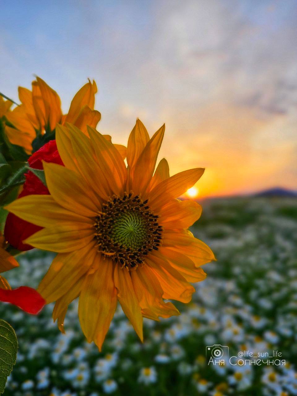 😍 Невероятная цветочная поляна на КМВ
📸 lifesunlife | Сетка — социальная сеть от hh.ru