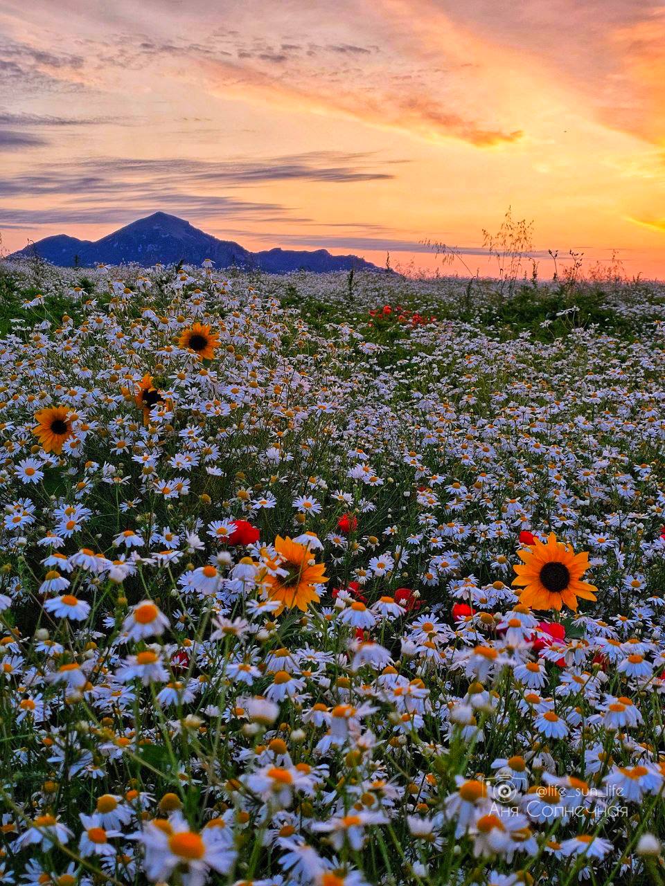 😍 Невероятная цветочная поляна на КМВ
📸 lifesunlife | Сетка — социальная сеть от hh.ru