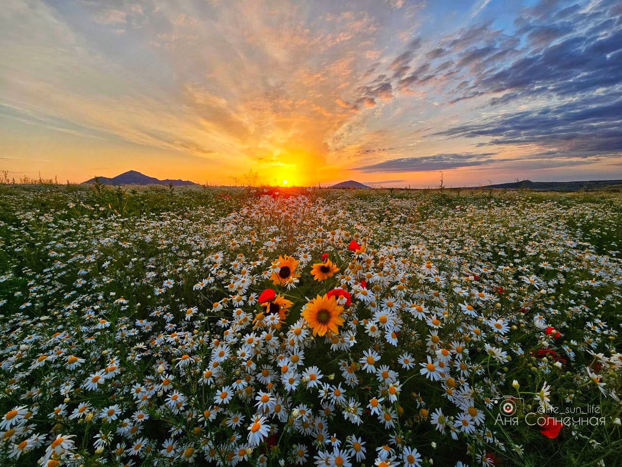 😍 Невероятная цветочная поляна на КМВ
📸 lifesunlife | Сетка — социальная сеть от hh.ru