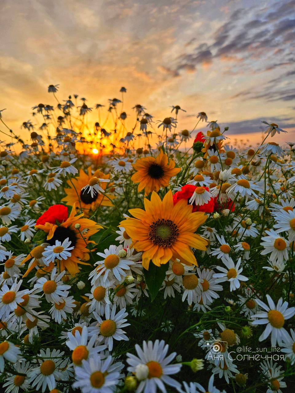😍 Невероятная цветочная поляна на КМВ
📸 lifesunlife | Сетка — социальная сеть от hh.ru