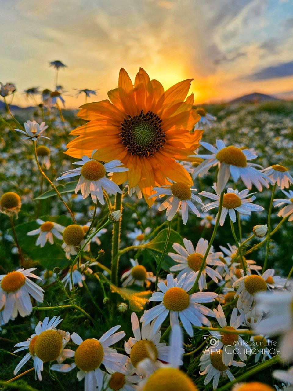 😍 Невероятная цветочная поляна на КМВ
📸 lifesunlife | Сетка — социальная сеть от hh.ru