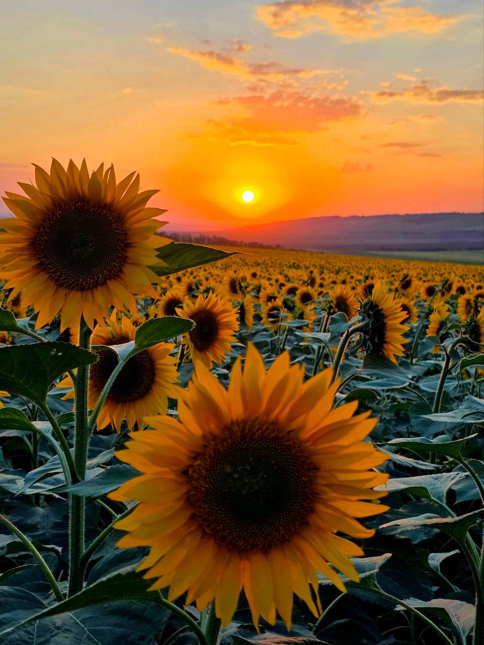 Бескрайние поля подсолнечника на Ставрополье
📸 Лидия Лащева | Сетка — социальная сеть от hh.ru