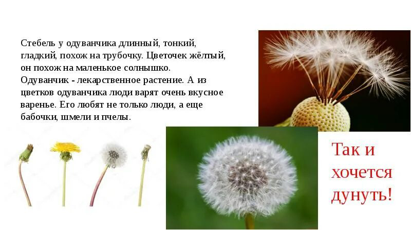 Привет 👋😘
Интересно, что вы заинтересовались микрозеленью одуванчиков! Это действительно необычный и полезный выбор. Давайте разберемся с вашими вопросами | Сетка — социальная сеть от hh.ru