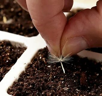 Вот ещё интересный пост от MicroGreens from LadyMari ❤️  
Как вы думаете, а можно ли вырастить одуванчик микрозелени на гидропоне? Вопрос, достойный тщательного исследования! Ведь одуванчик, казалось ... | Сетка — социальная сеть от hh.ru