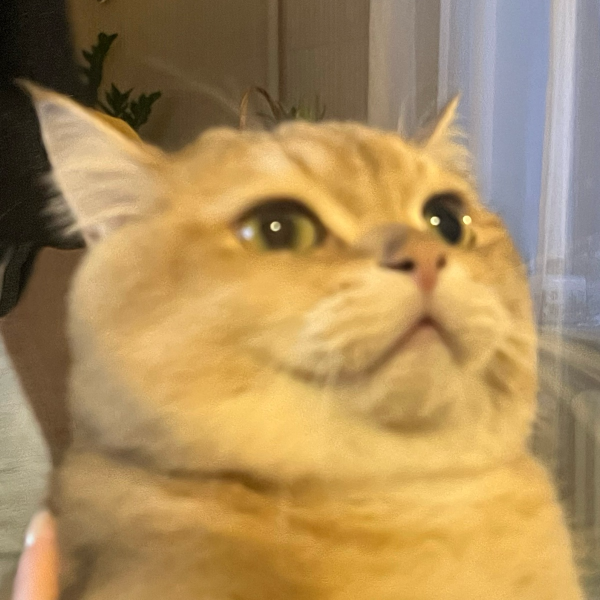 Портфолиус Резюметус