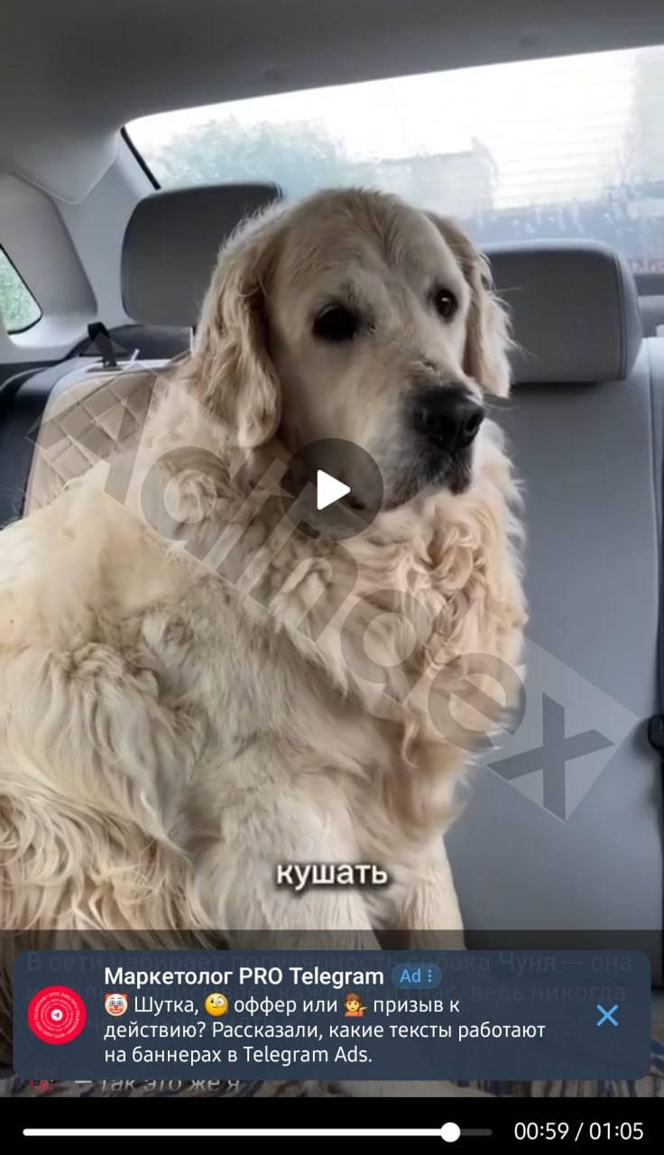 ⚡️В Telegram появляется реклама в видео в каналах
В формате текста поверх ролика в нижней части | Сетка — социальная сеть от hh.ru