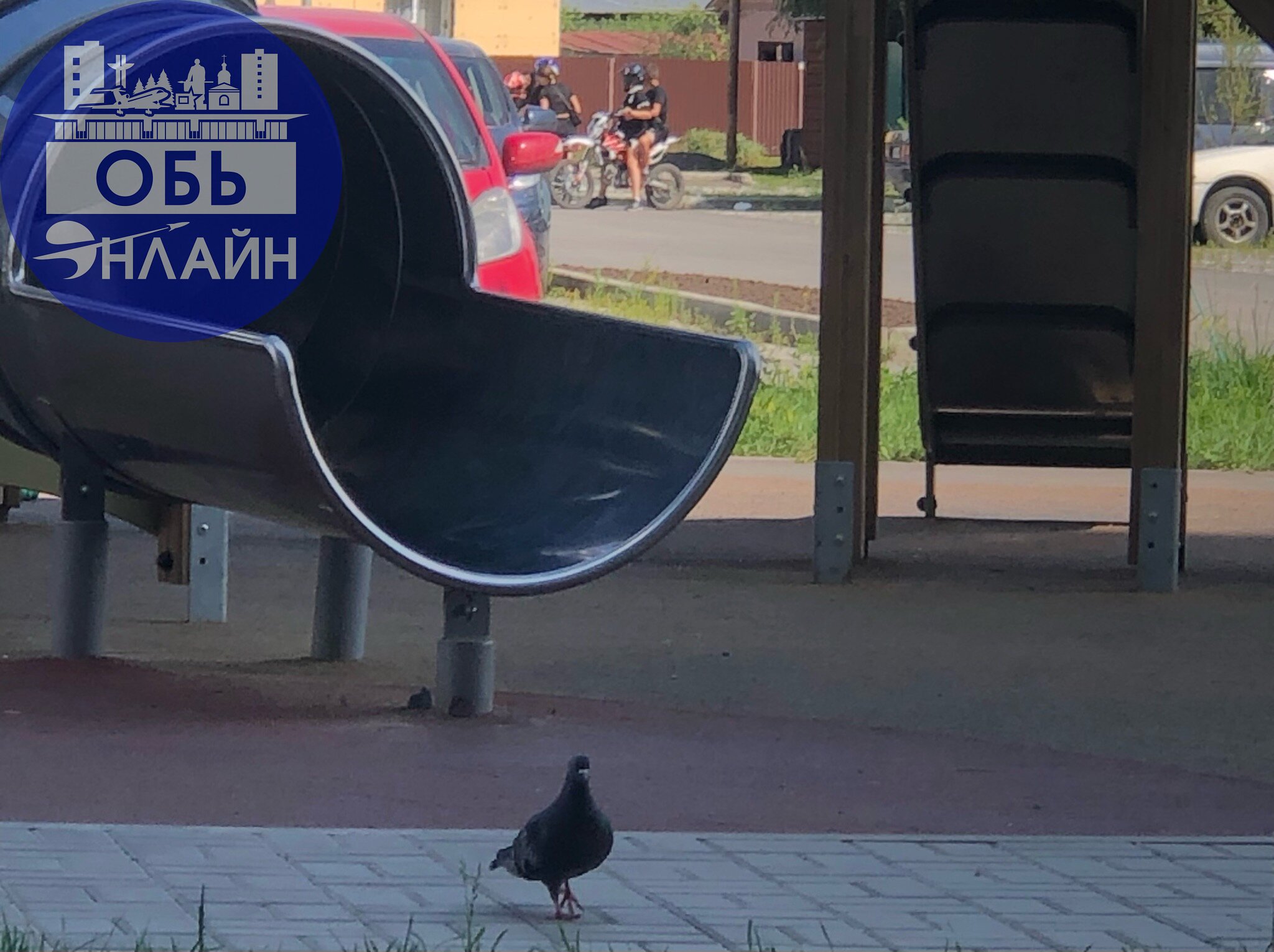 ↗ Когда даже голубь выглядит представительнее и умнее существ, которые днем перд9ят у детской площадки и носятся по внутридомовых дорогам. А при замечании - уезжают сразу | Сетка — социальная сеть от hh.ru