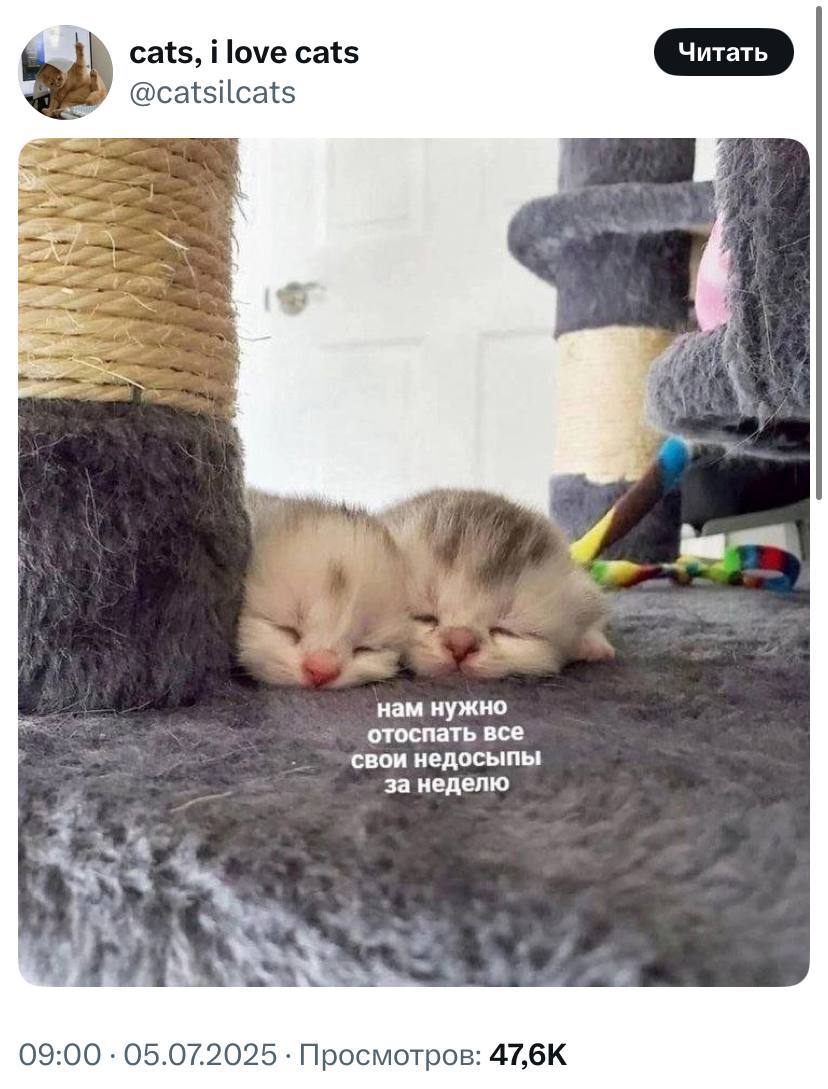 #cats #life | Сетка — социальная сеть от hh.ru