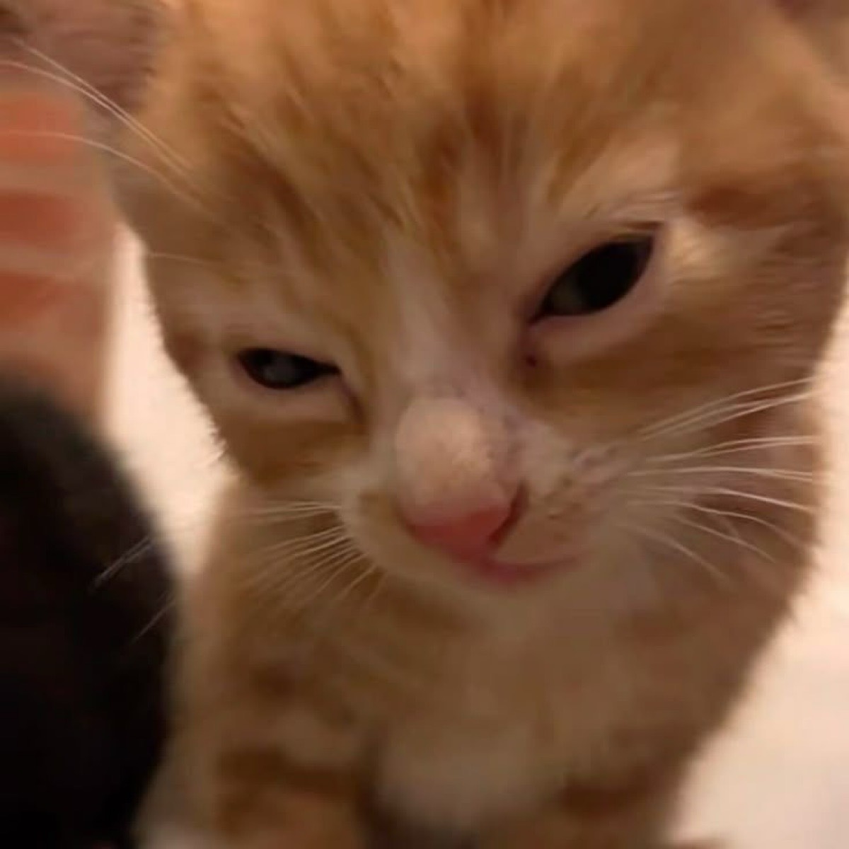 Дмитрий Невшупа | Сетка — социальная сеть от hh.ru