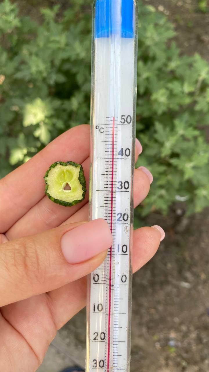 🥒 Георгиевские огурчики в шоке от температуры | Сетка — социальная сеть от hh.ru