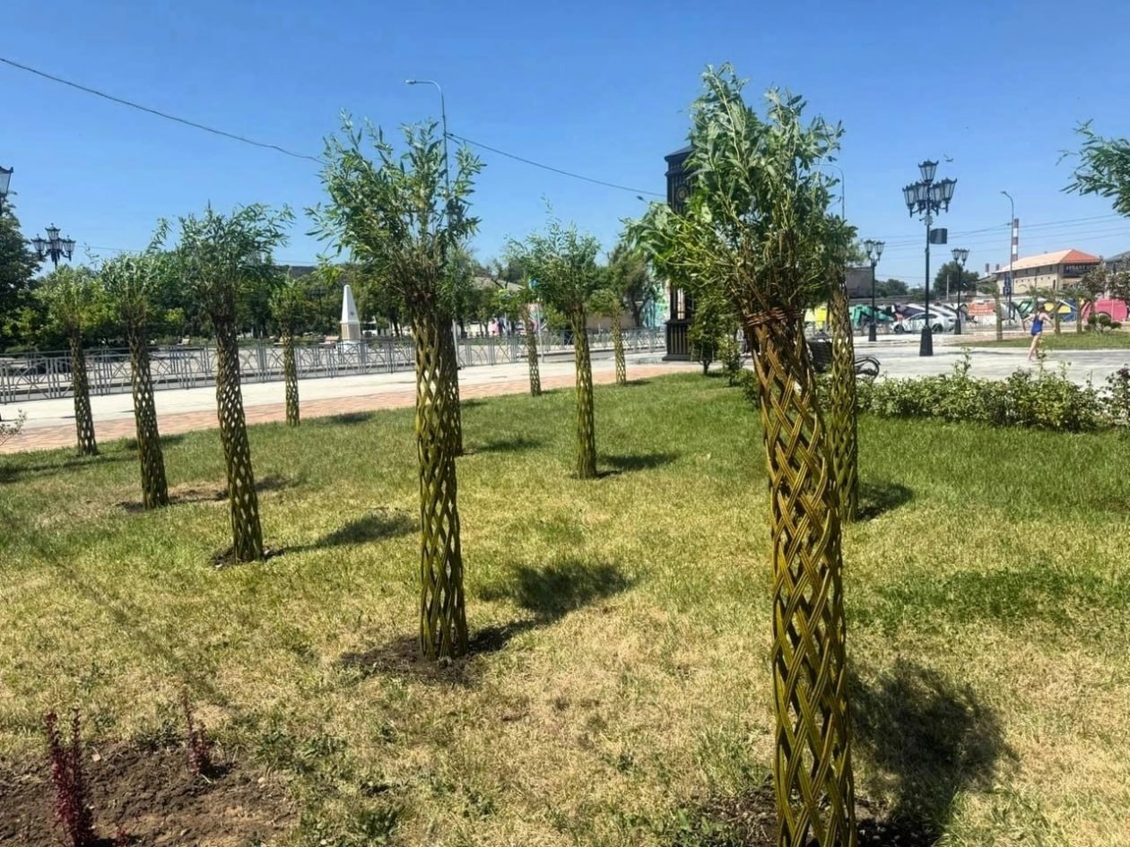 🌴 Есть бананы под пальмами можно не только в Африке, но и в Невинномысске
На днях в промышленном городе высадили 98 «русских пальм» | Сетка — социальная сеть от hh.ru