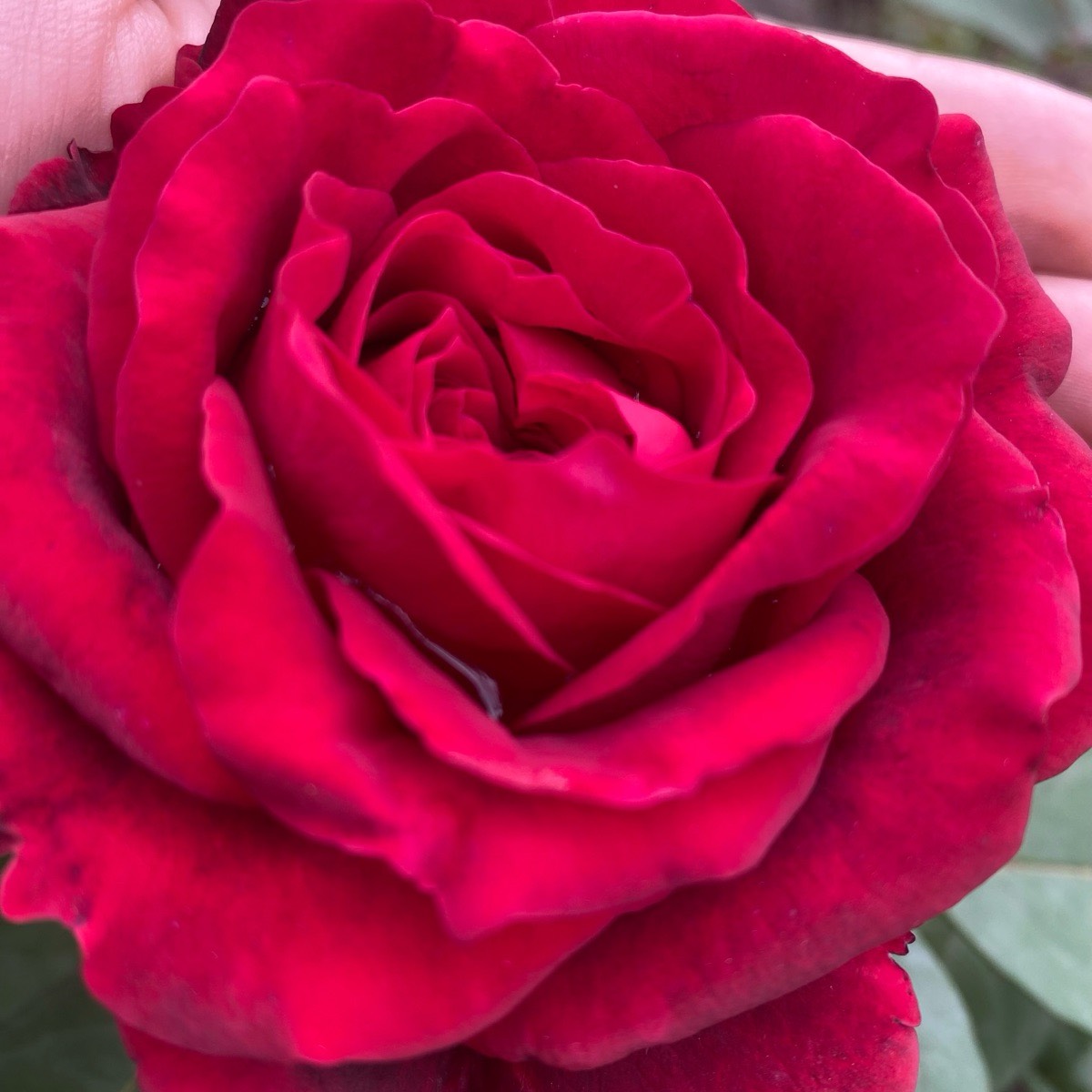 Амина Хасанова | Сетка — социальная сеть от hh.ru