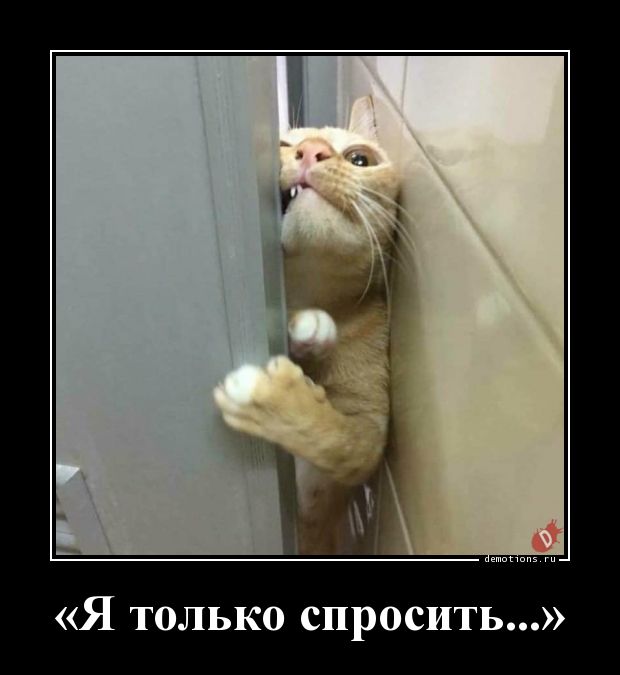 #мнетолькоспросить
Есть вопрос, задавайте! Приглашаю на личную встречу (без обязательств) | Сетка — социальная сеть от hh.ru
