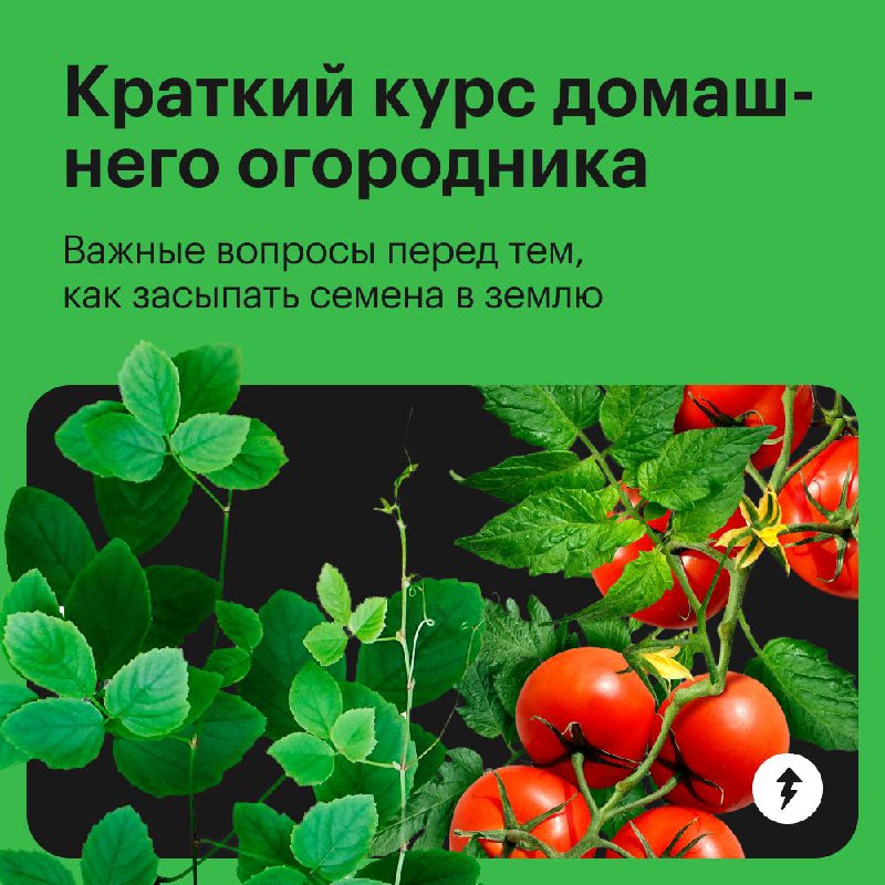 Краткий курс домашнего огородника
Отвечаем на самые популярные вопросы тех, кто впервые решил вырастить урожай дома | Сетка — социальная сеть от hh.ru