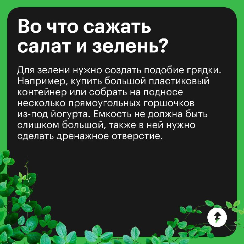 Краткий курс домашнего огородника
Отвечаем на самые популярные вопросы тех, кто впервые решил вырастить урожай дома | Сетка — социальная сеть от hh.ru