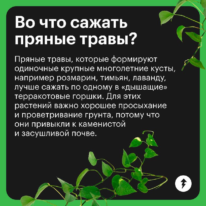 Краткий курс домашнего огородника
Отвечаем на самые популярные вопросы тех, кто впервые решил вырастить урожай дома | Сетка — социальная сеть от hh.ru