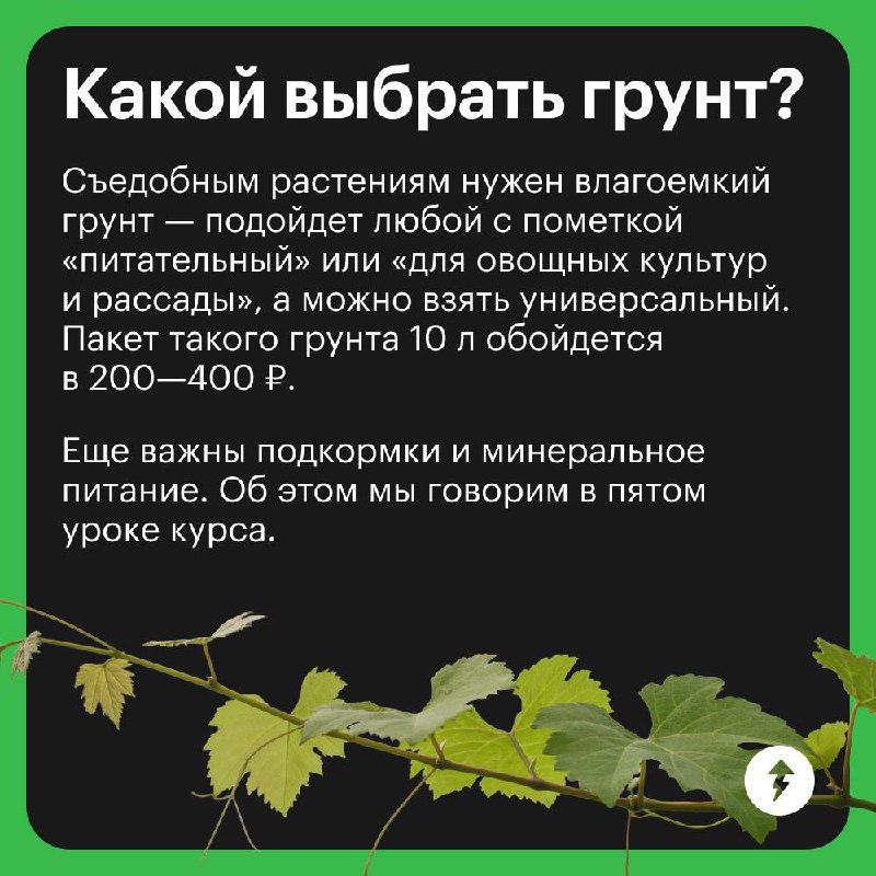 Краткий курс домашнего огородника
Отвечаем на самые популярные вопросы тех, кто впервые решил вырастить урожай дома | Сетка — социальная сеть от hh.ru