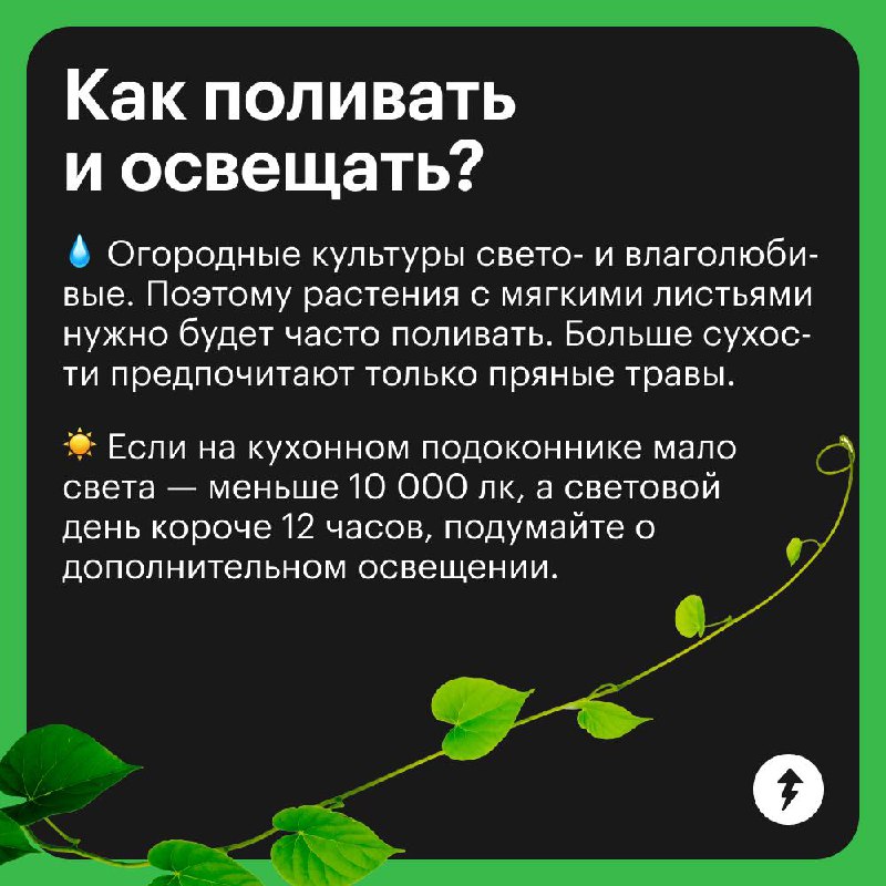 Краткий курс домашнего огородника
Отвечаем на самые популярные вопросы тех, кто впервые решил вырастить урожай дома | Сетка — социальная сеть от hh.ru