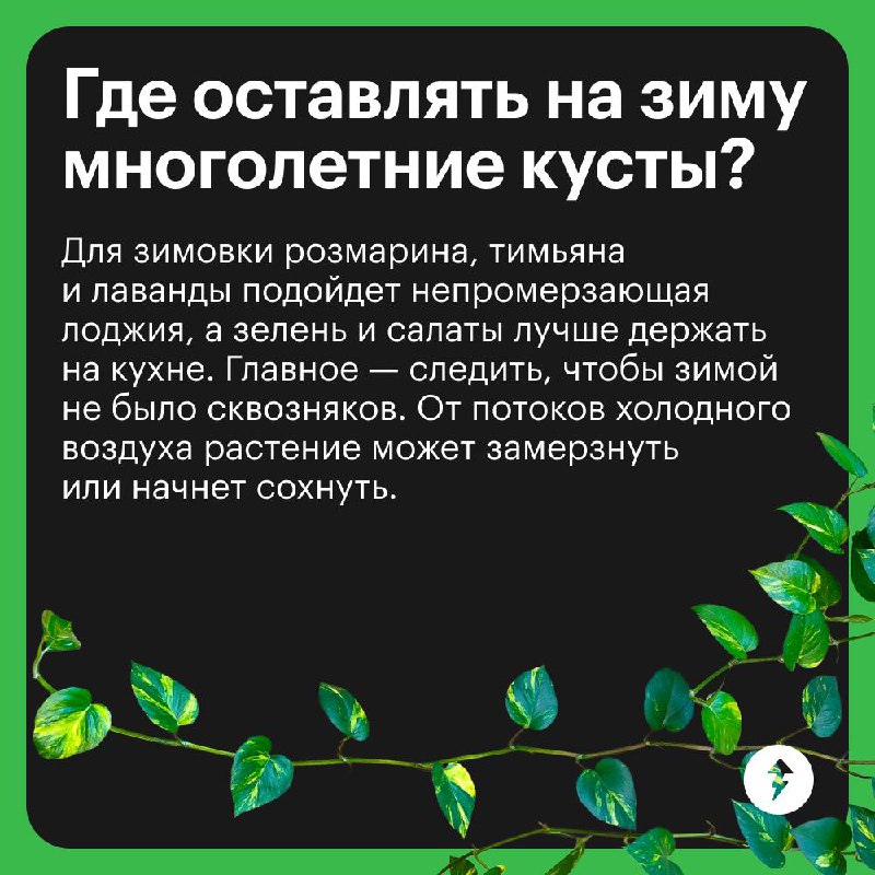 Краткий курс домашнего огородника
Отвечаем на самые популярные вопросы тех, кто впервые решил вырастить урожай дома | Сетка — социальная сеть от hh.ru