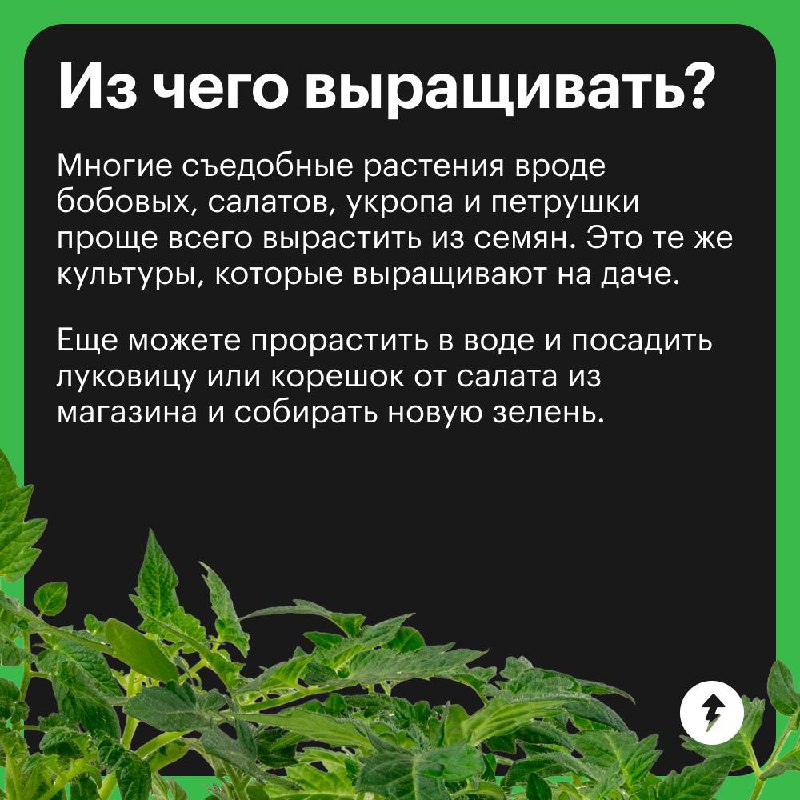 Краткий курс домашнего огородника
Отвечаем на самые популярные вопросы тех, кто впервые решил вырастить урожай дома | Сетка — социальная сеть от hh.ru