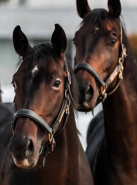 🐎Фестиваль национальных пород лошадей «Конное достояние» пройдет в Митино
18-20 июля 12:00-19:00
В программе:
⭕️Мастер-классы по джигитовке и фланкировке
⭕️Хоббихорсинг
⭕️Мастер-классы: роспись деревя... | Сетка — социальная сеть от hh.ru
