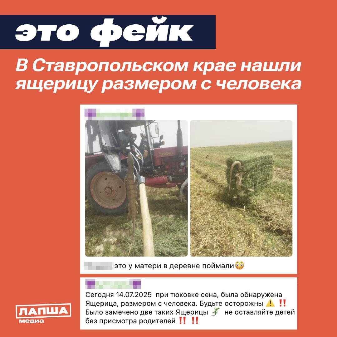 В Сети вирусится изображение с ящерицей размером с человека. Якобы рептилия была замечена в Ставропольском крае | Сетка — социальная сеть от hh.ru