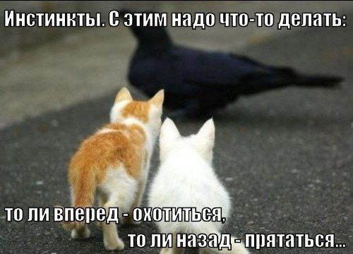 Бесит!!! | Сетка — социальная сеть от hh.ru