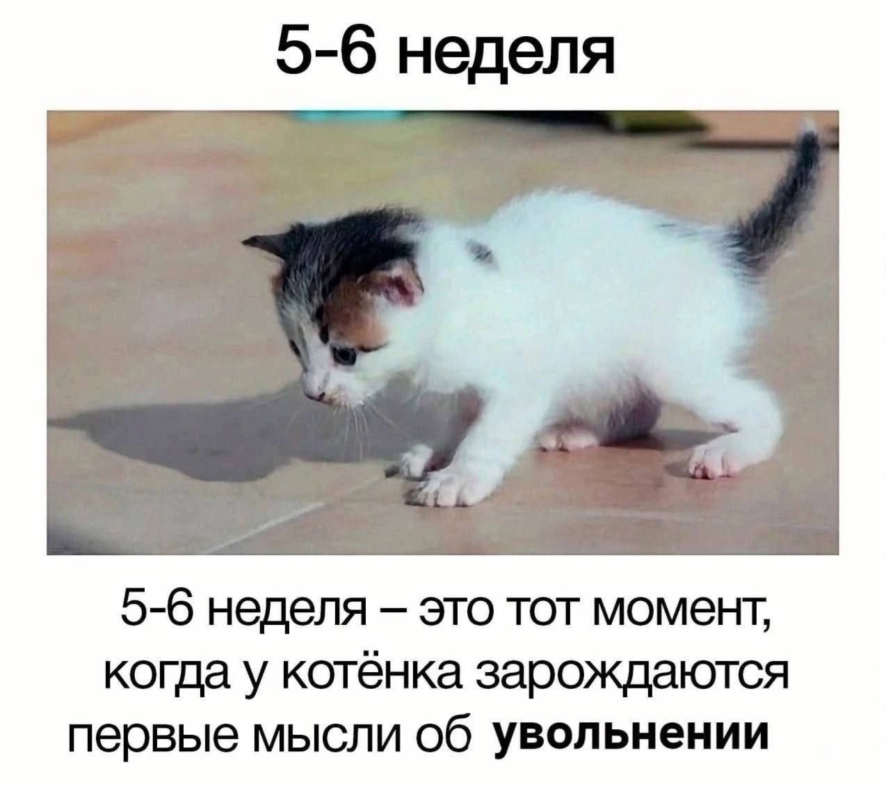 Мы?☀️
#мемнаяпятница | Сетка — социальная сеть от hh.ru