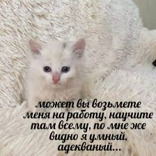 Мой туз в рукаве в поиске работы | Сетка — социальная сеть от hh.ru