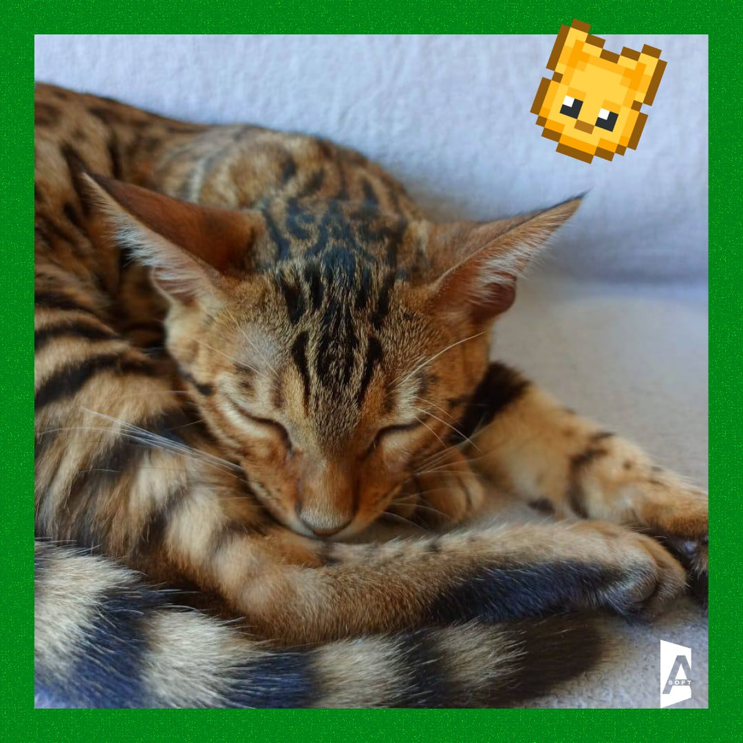 #Зверопятница: открываем тайны корпоративного сна 😴
Наши пушистые коллеги устроили мастер-класс по продуктивному отдыху – смотрите и учитесь! 😅
8 котиков = 8 стилей сна:
🐱 Отдыхаю за всю команду сразу... | Сетка — социальная сеть от hh.ru