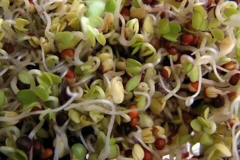 Привет 👋с вами снова MicroGreens from LadyMari 🌺
Сегодняшняя тема будет посвящена росткам и микрозелени | Сетка — социальная сеть от hh.ru