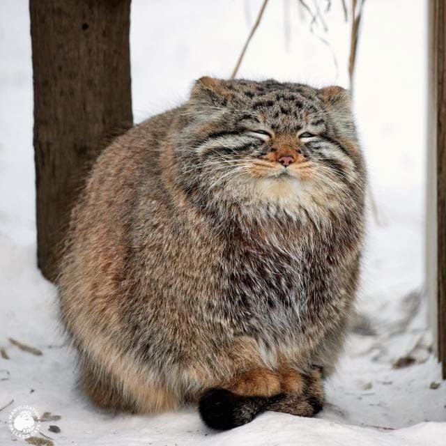 красивый котик | Сетка — социальная сеть от hh.ru