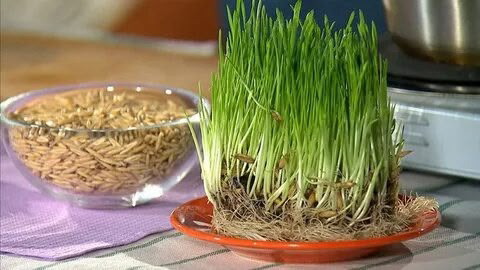 Привет, о Микрозелени я Вам уже рассказала много. Теперь тема будет о ростках Овса.
Разберемся, чем ростки овса отличаются от микрозелени овса | Сетка — социальная сеть от hh.ru