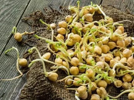 Привет 👋 от LadyMari 🌺 🌺 🌿 🌺 🌿 🌿 🌺 🌿 🌺 🌺 🌺 🌺 🌺 🌺 🌺 🌺 🌺 🌺 🌺 🌺 🌿 🌺 🌺 🌿 🌿 🌿 🌿 🌿 🌺  
Сегодня я хочу посвятить эту статью росткам нута – маленьким, но мощным источникам питательных веществ | Сетка — социальная сеть от hh.ru