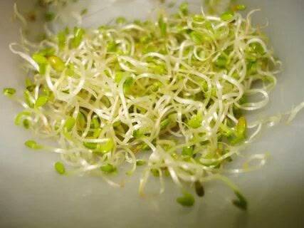 Здравствуйте, интересно, кто-нибудь слышал о микрозелени или ростках кунжута?
😘😘😘😘😘🌼😘🔥🔥🔥🔥🔥👇
С Вами снова я, LadyMari ❤️
🌿🌿🌿🌿🌿🌿🌿🌿🌱🌱🌱🌱☘️🌱❤️❤️❤️❤️❤️❤️🌺🌺🌺🌺🌺🌺❤️☘️
Ростки кунжута – это не просто модный трен... | Сетка — социальная сеть от hh.ru