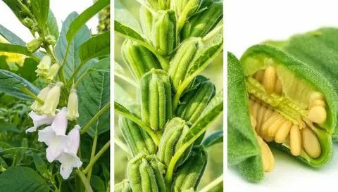 Здравствуйте, интересно, кто-нибудь слышал о микрозелени или ростках кунжута?
😘😘😘😘😘🌼😘🔥🔥🔥🔥🔥👇
С Вами снова я, LadyMari ❤️
🌿🌿🌿🌿🌿🌿🌿🌿🌱🌱🌱🌱☘️🌱❤️❤️❤️❤️❤️❤️🌺🌺🌺🌺🌺🌺❤️☘️
Ростки кунжута – это не просто модный трен... | Сетка — социальная сеть от hh.ru