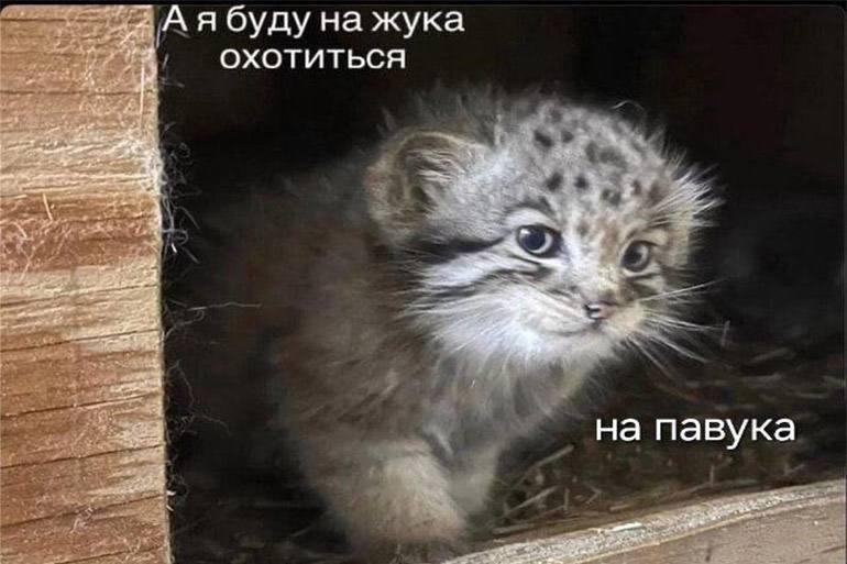 Появился новый мем — маленький манул, выглядывающий из-за угла со словами «А я буду на жука охотиться. На паука» | Сетка — социальная сеть от hh.ru