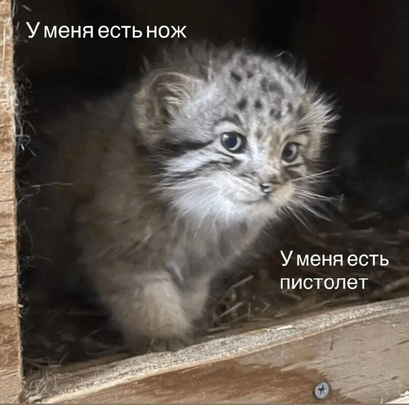 Появился новый мем — маленький манул, выглядывающий из-за угла со словами «А я буду на жука охотиться. На паука» | Сетка — социальная сеть от hh.ru