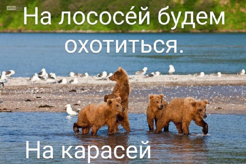 Появился новый мем — маленький манул, выглядывающий из-за угла со словами «А я буду на жука охотиться. На паука» | Сетка — социальная сеть от hh.ru