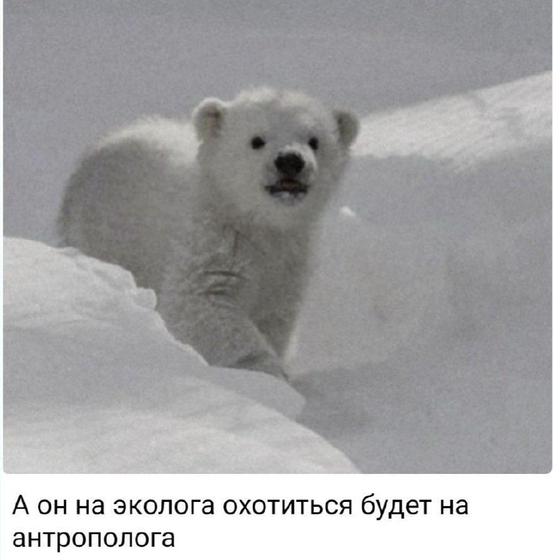 Появился новый мем — маленький манул, выглядывающий из-за угла со словами «А я буду на жука охотиться. На паука» | Сетка — социальная сеть от hh.ru